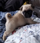 Domc)) *zvedl (Pug (tata pro dobr domov