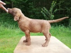 Chesapeake bay retriever