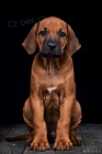 Rhodsk Ridgeback s PP ji k odbru