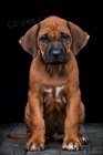 Rhodsk Ridgeback s PP ji k odbru