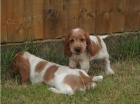 ORANGE ROAN COCKER SPANIEL TATA