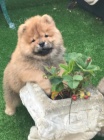 Chow Chow