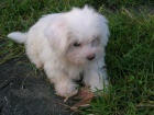 Coton de tulear bez PP