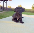 Americk� bandog - nab�dka �t��at