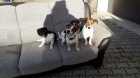 BRILLIANT JACK RUSSELL TERRIER TTKA TAK PIPRAVENO NA PIJET