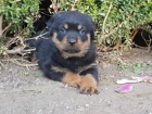 Energick ttka Rottweiler pro velk domy. jsou dobr s dtmi a dalmi domcmi mazlky.