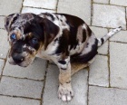 Louisinsk leopard pes Catahoula