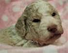 Lagotto Romagnolo