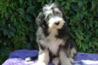 Bearded Collie