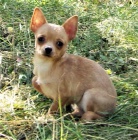 �ivava s PP - fenka