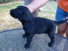 tatka flat coated retriver