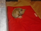 Nalezen ivava u Mlad Boleslavi