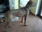 Rhodesk ridgeback