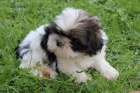 dispozici tata Shih tzu