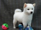 tata Shiba Inu k adopci