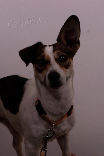 Fena Jack Russel dnes ve�er