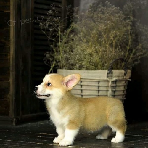 tata Welsh Corgi pipravena