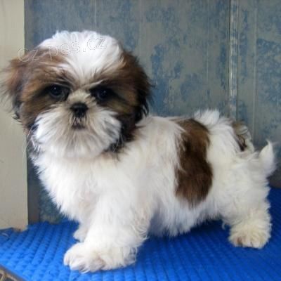 tata Shih Tzu pipravena