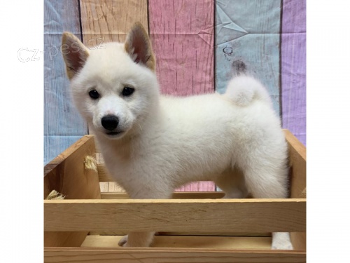 tata Shiba Inu k adopci