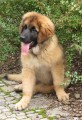 Leonberger tn