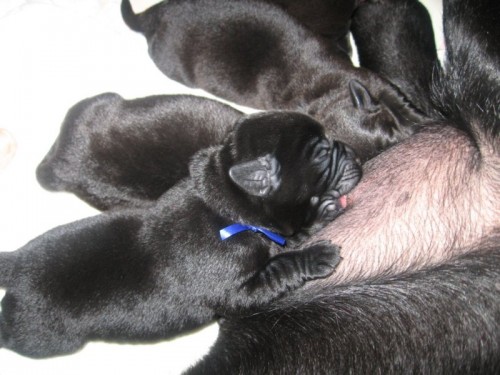 Labradorsk� retriever- �t���tka s PP