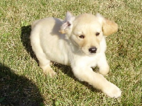 Zlat� retriever - �t��ata