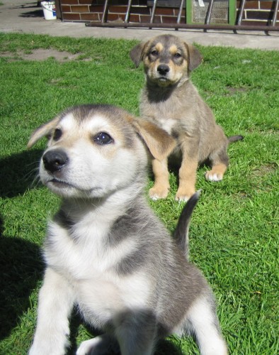 K��enci malamuta a vl��ka