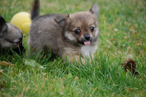 Dlouhosrst� �ivava