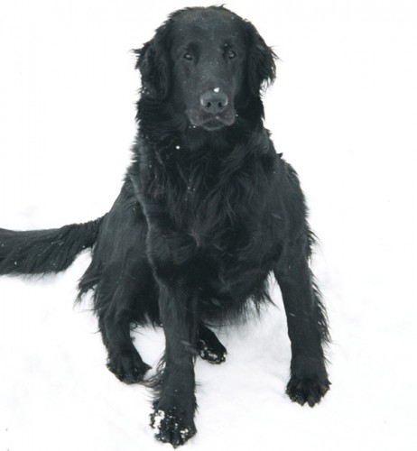 ztr�ta flat coated retr�vr o. Kladno