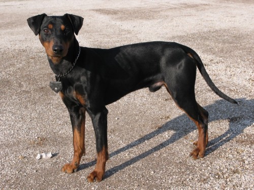 ztatil se n�meck� pin�