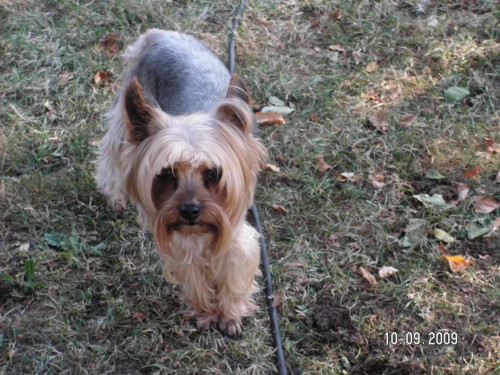 Porad hledame naseho pejska