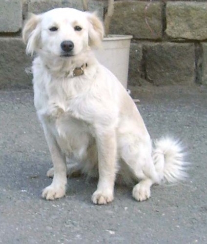 ztr�ta b�l� k��enka - okres Jihlava