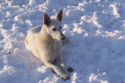 �v�carsk� ov��k