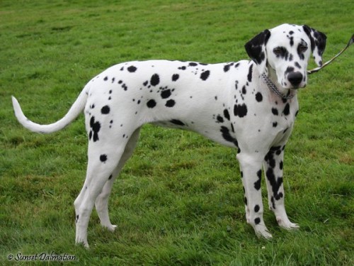 Ztracen� dalmatinka z P�sku