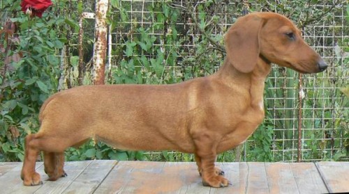 Ztratila se fene�ka jezev��ka!!!