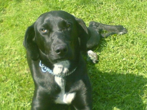 stratila se fenka labradora s b�lou n�prsenkou 