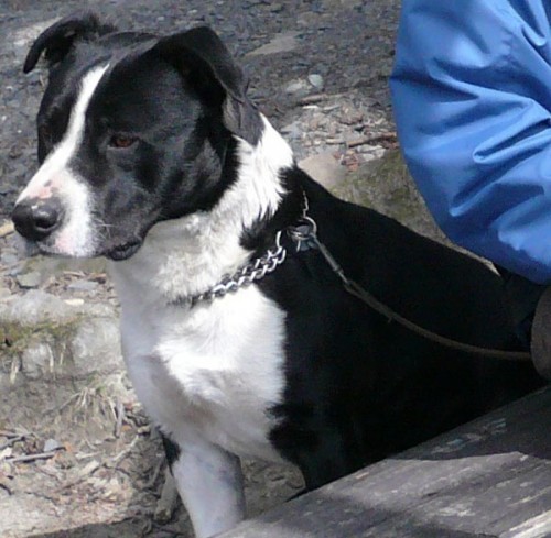 Ztr�ta staford - Karolinka, o. Vset�n