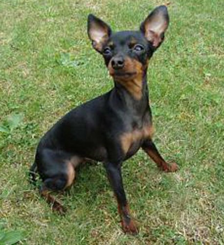 Ztr�ta fena krysa��ka Prost�jov