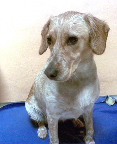 Ztr�ta k��enka retr�vra - Krnov, o.Brunt�l