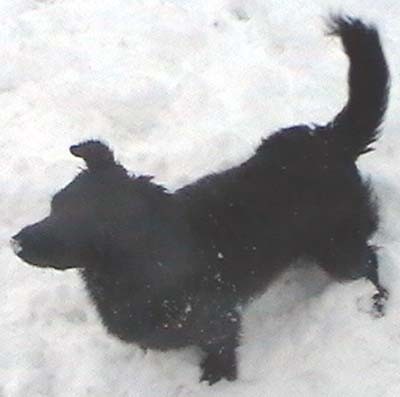 Ztr�ta mal� k��enka - Praha 10