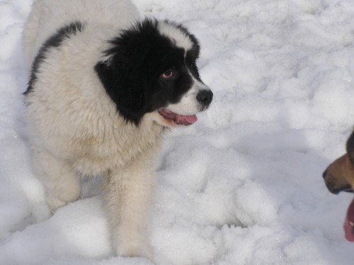 �t�n� landseera