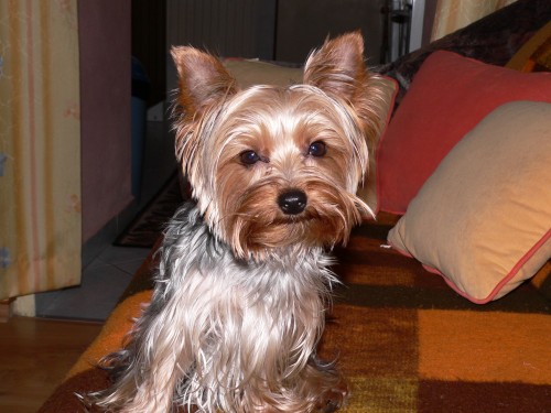 JORK��REK SE FURT HLED�