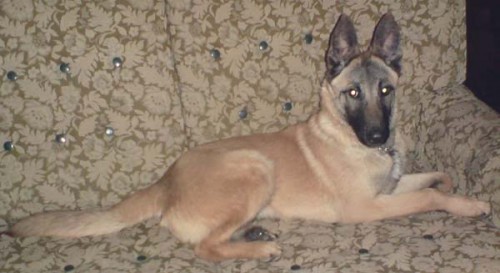 Ztr�ta feny malinois - Velk� Pavlovice, o.B�eclav