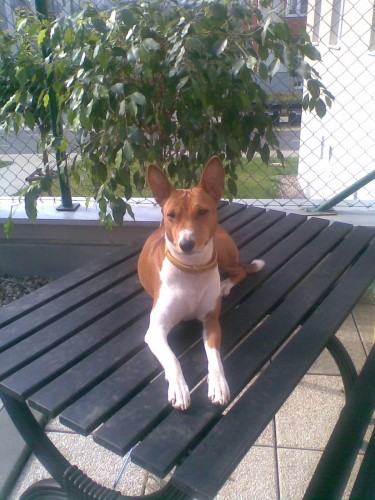 basenji