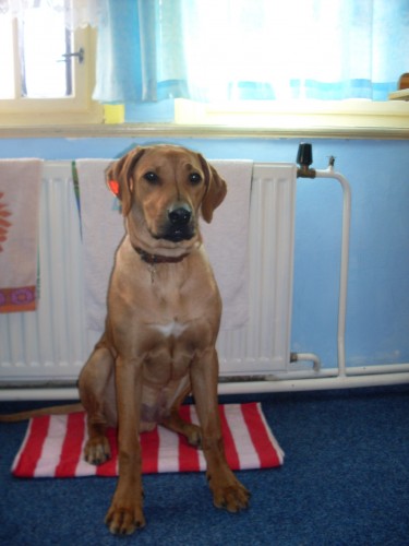ztratil se Rhodesk� ridgeback