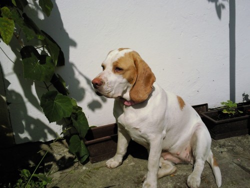 Ztr�ta fena b�gla - o.T�bor