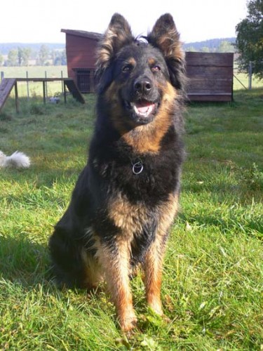 Ztracen� fenka chodsk�ho psa