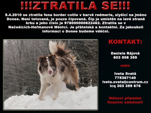 ZTRATILA SE FENKA BORDER KOLIE