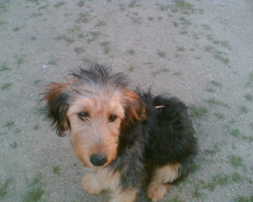 Hled� se N� pejsek