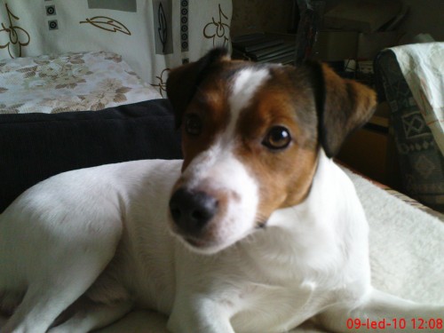 Ztratil se pes sli��c� na jm�no Tedy